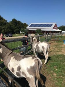 Student feeding the farm animals.