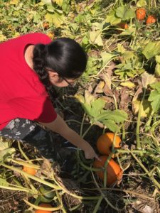 Student picking out her pumpkin.